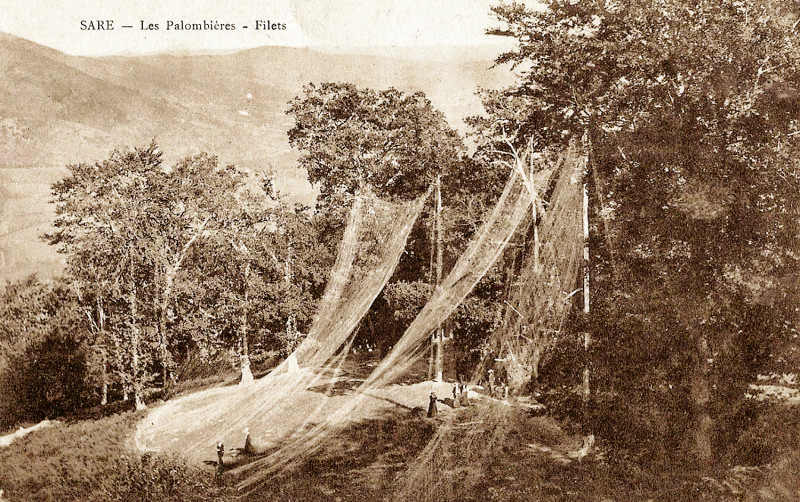Carte postale ancienne Rhune Faune Sare Filets d'une palombière