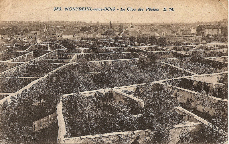 Carte postale ancienne Montreuil - Le clos des peches