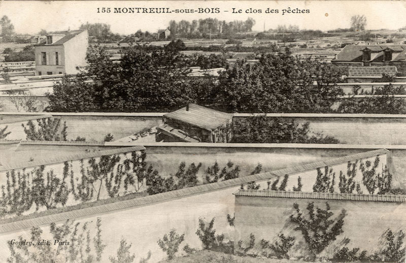 Carte postale ancienne Montreuil-murs-a-peches-06