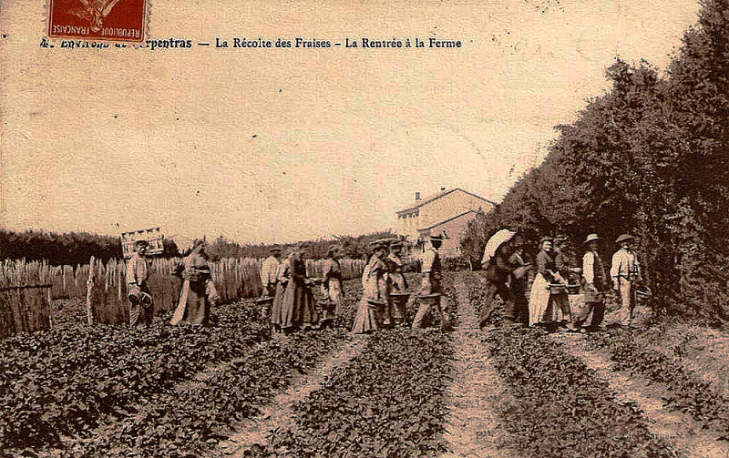 Carte postale ancienne Carpentras Rentrée à la ferme après la récolte des fraises