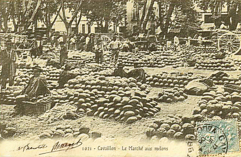 Carte postale ancienne Cavaillon 1906 Maché aux melons