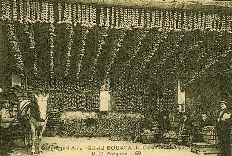 Carte postale ancienne Cavaillon marchand d'aulx