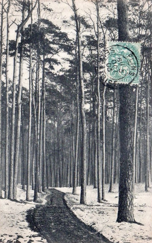 Carte postale ancienne L2710 - Flins-sur-Seine - Parc
