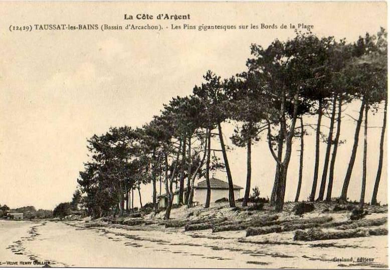 Carte postale ancienne Taussat-les-bains - Les pins