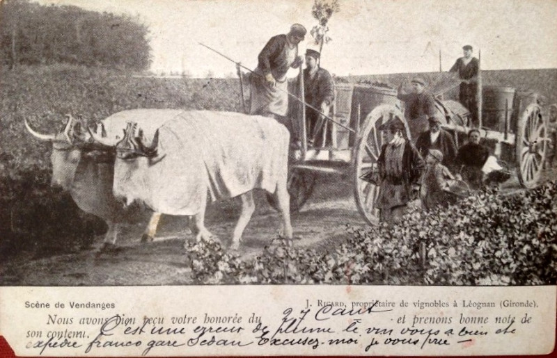 Carte postale ancienne Léognan - vignobles Ricard 2