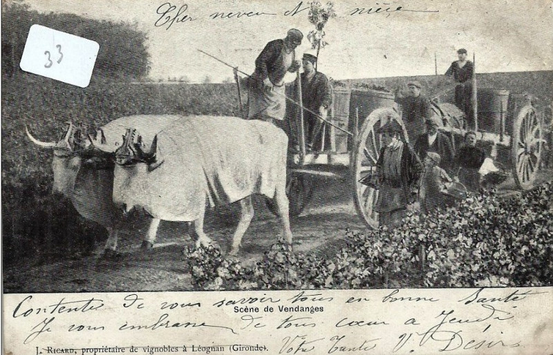 Carte postale ancienne Léognan - vignobles Ricard 3