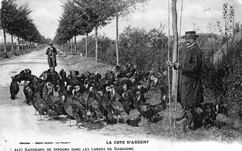 Carte postale ancienne .Volailles de Gascogne Dindons