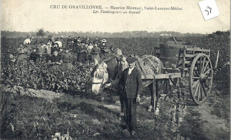 Carte postale ancienne Saint-Laurent-Médoc - vendangeurs