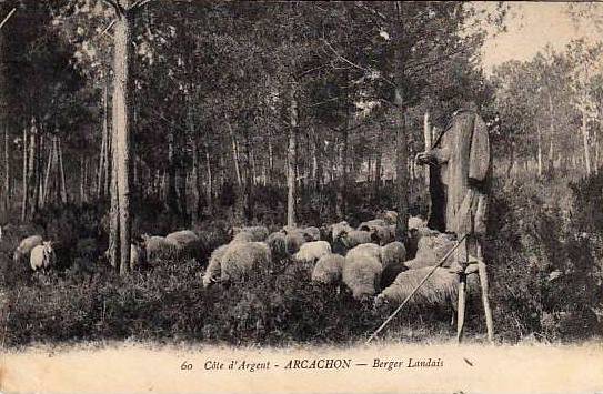 Carte postale ancienne Arcachon - Forêt berger 7
