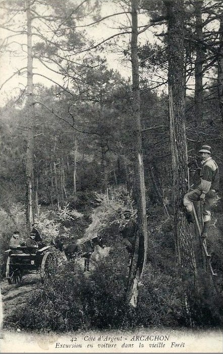 Carte postale ancienne Arcachon - Forêt résinier 11