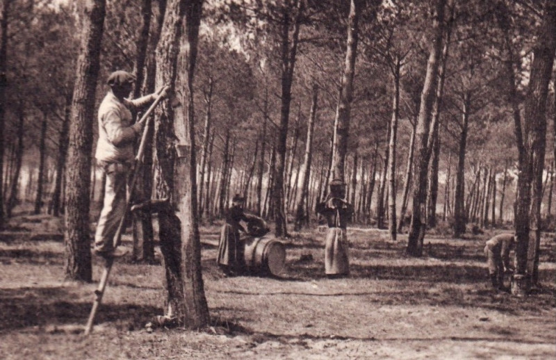 Carte postale ancienne Arcachon - Forêt résinier 4