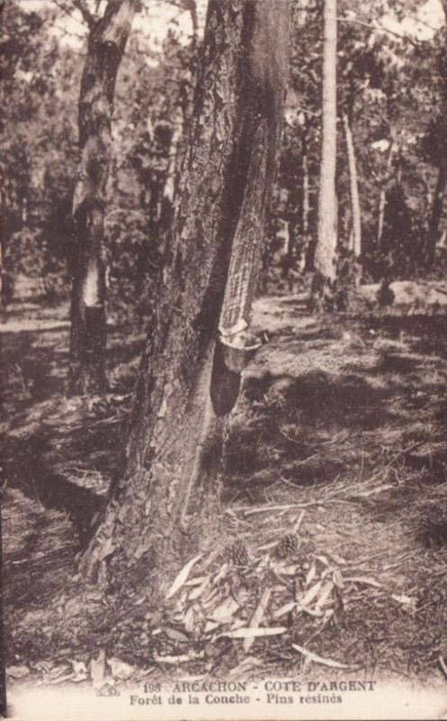 Carte postale ancienne Arcachon - Forêt résinier 6