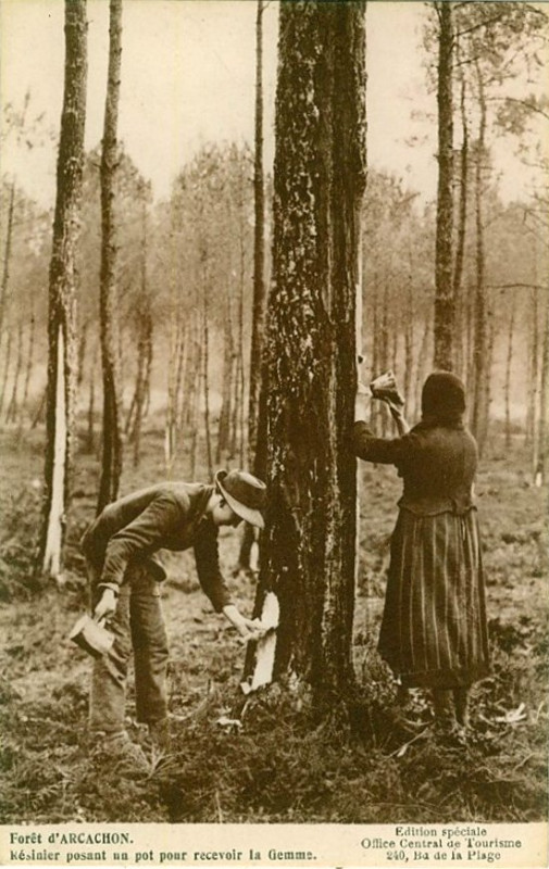 Carte postale ancienne Arcachon - Forêt résinier 7