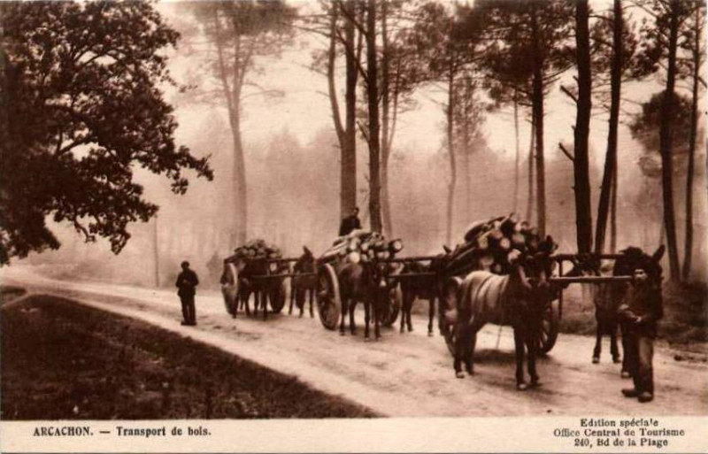 Carte postale ancienne Arcachon - Forêt travail 4