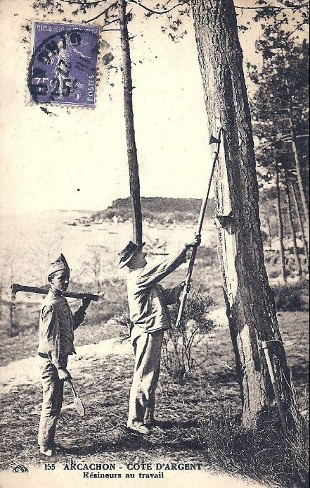 Carte postale ancienne Arcachon - Forêt résinier 1