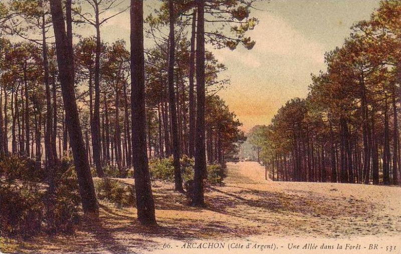 Carte postale ancienne Arcachon - Forêt 1