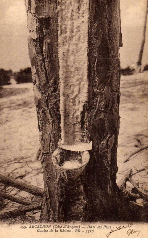 Carte postale ancienne Arcachon - Forêt résinier 9