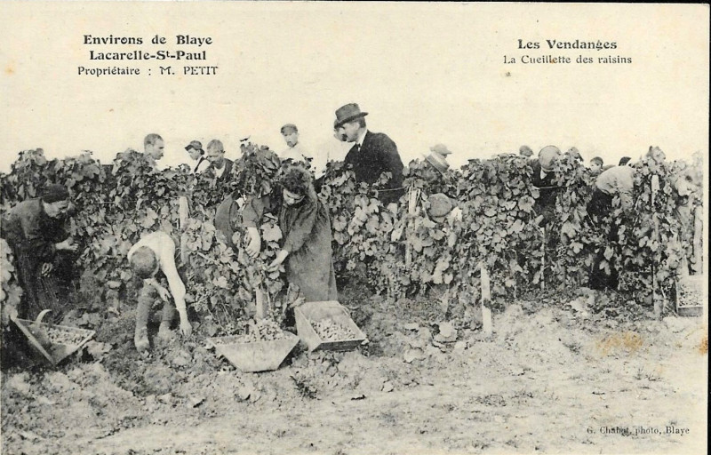 Carte postale ancienne Saint-Paul - vendanges