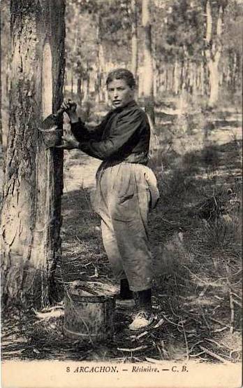 Carte postale ancienne Arcachon - Forêt résinier 12