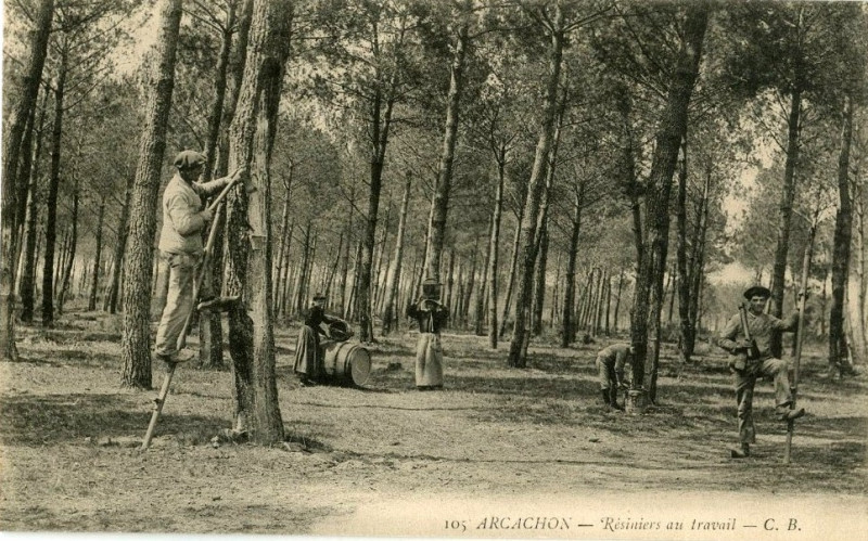 Carte postale ancienne Arcachon - Forêt résinier 13