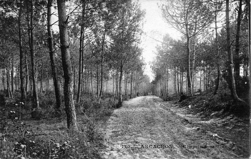 Carte postale ancienne Arcachon - Forêt 2