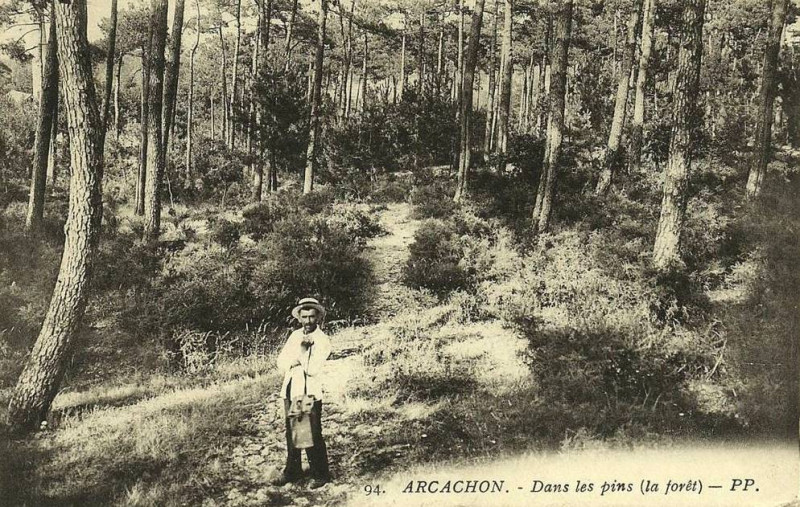 Carte postale ancienne Arcachon - Forêt 3