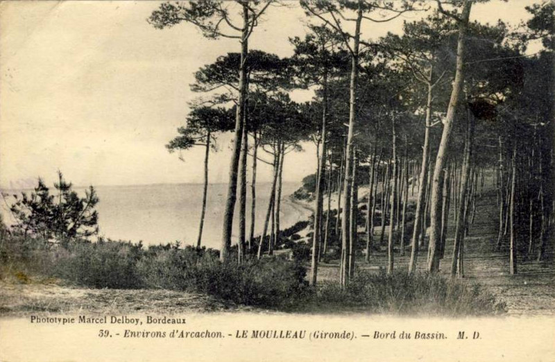 Carte postale ancienne Arcachon - Forêt 4