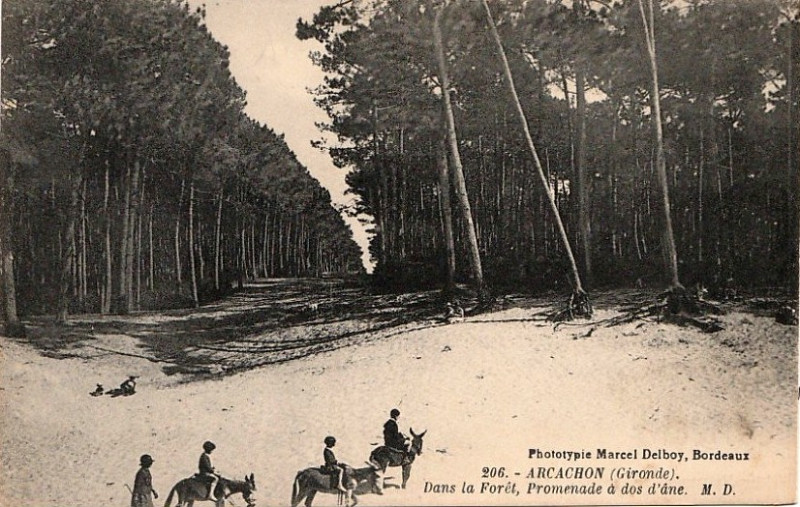 Carte postale ancienne Arcachon - Forêt 5
