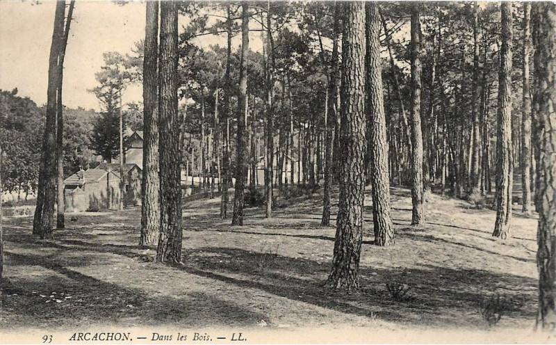 Carte postale ancienne Arcachon - Forêt 6