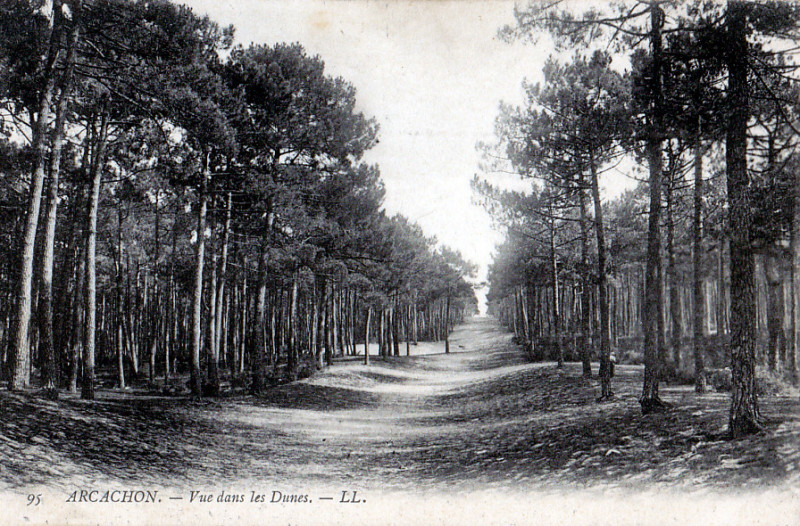 Carte postale ancienne Arcachon - Forêt 7