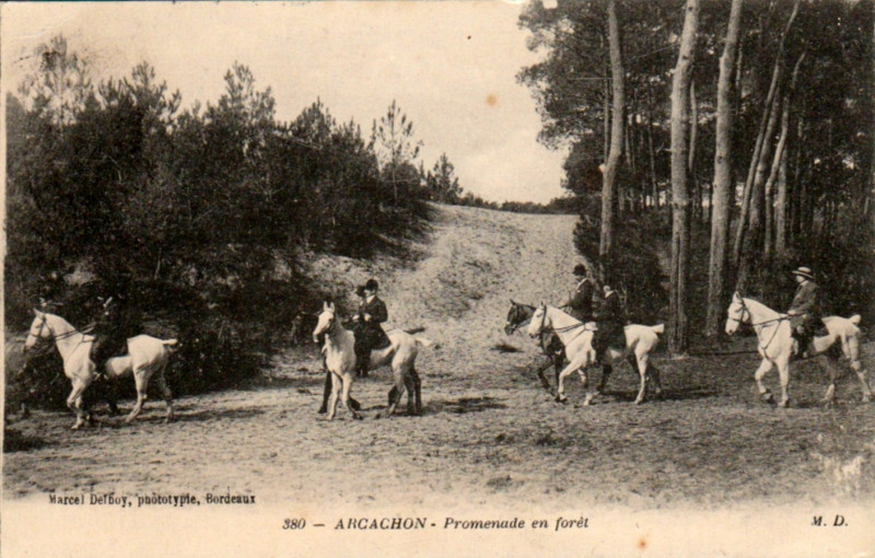 Carte postale ancienne Arcachon - Forêt 8