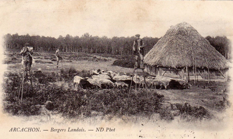 Carte postale ancienne Arcachon - Forêt berger 2