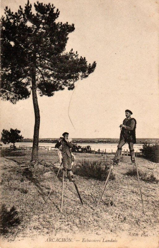 Carte postale ancienne Arcachon - Forêt berger 3