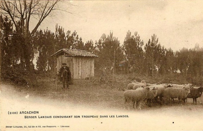 Carte postale ancienne Arcachon - Forêt berger 8