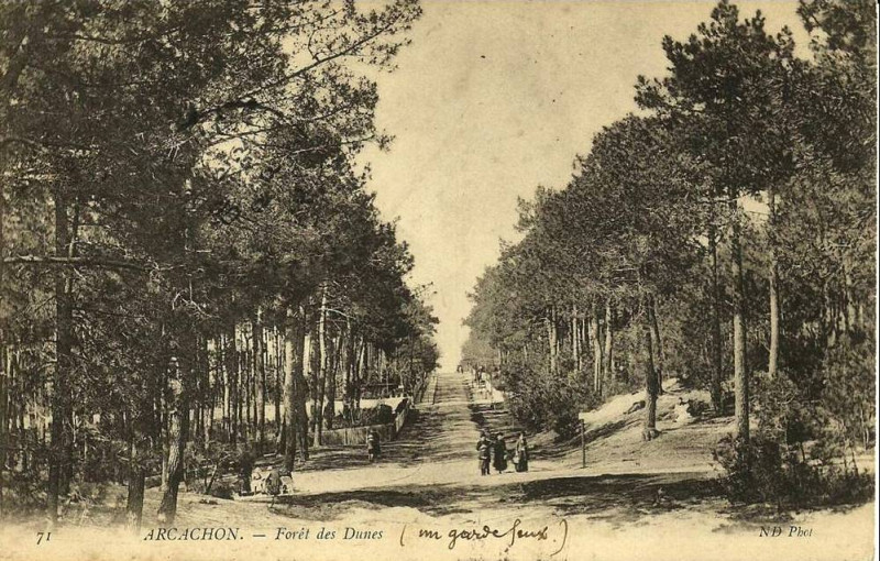 Carte postale ancienne Arcachon - Forêt dunes 17