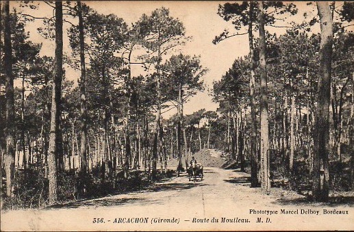 Carte postale ancienne Arcachon - Forêt route de Moulleau 1