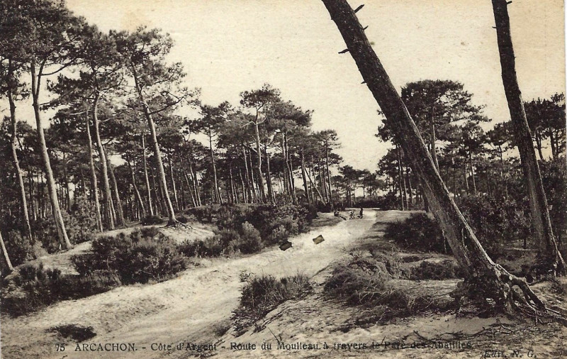 Carte postale ancienne Arcachon - Forêt route de Moulleau 5