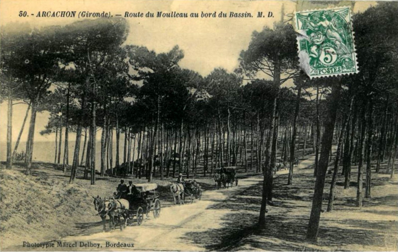 Carte postale ancienne Arcachon - Forêt route de Moulleau 8