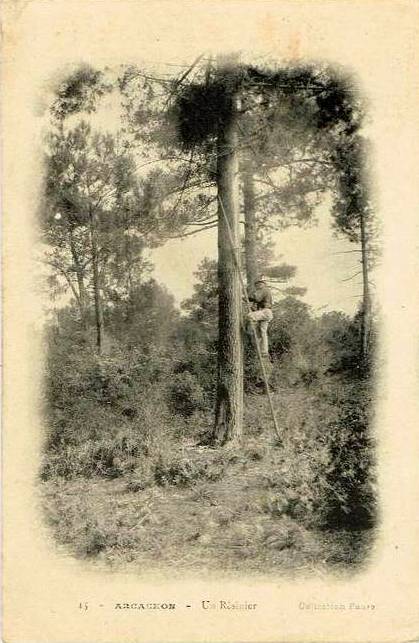 Carte postale ancienne Arcachon - Forêt résinier 14