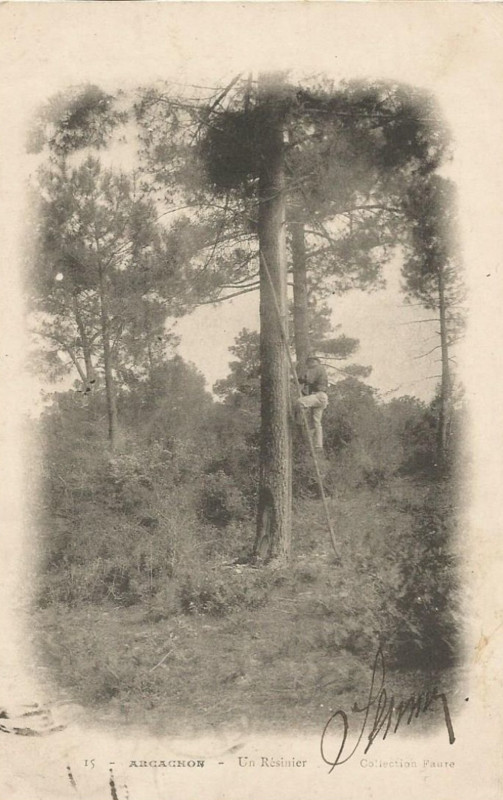 Carte postale ancienne Arcachon - Forêt résinier 15