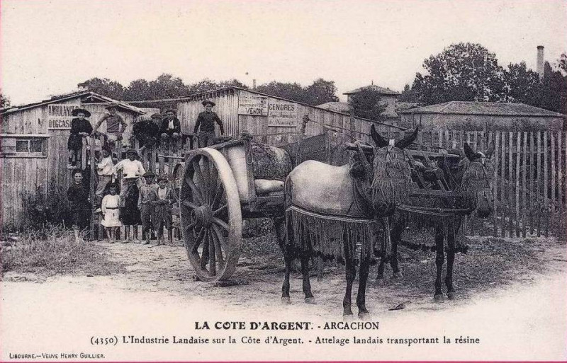Carte postale ancienne Arcachon - Forêt résinier 16