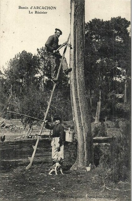 Carte postale ancienne Arcachon - Forêt résinier 3