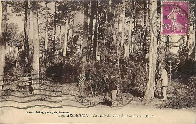 Carte postale ancienne Arcachon - Forêt travail 3