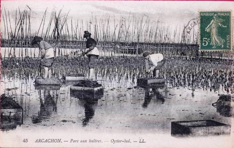 Carte postale ancienne Arcachon - travail au parc aux huitres 6