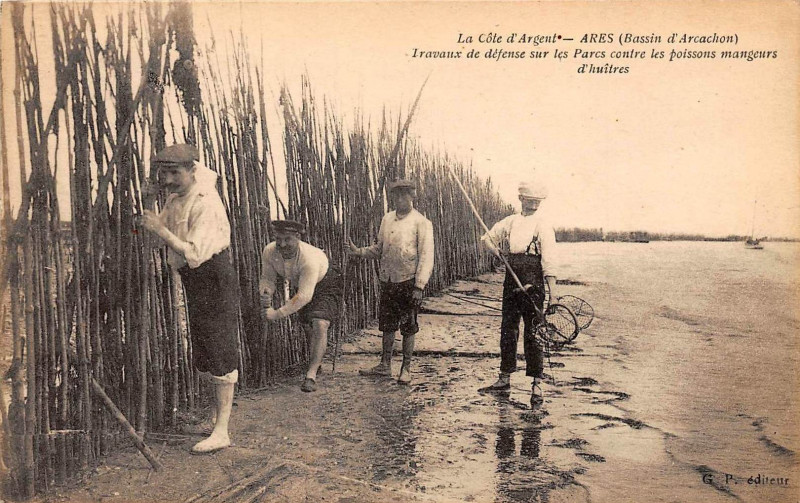 Carte postale ancienne Arès - Ostréiculteurs 1