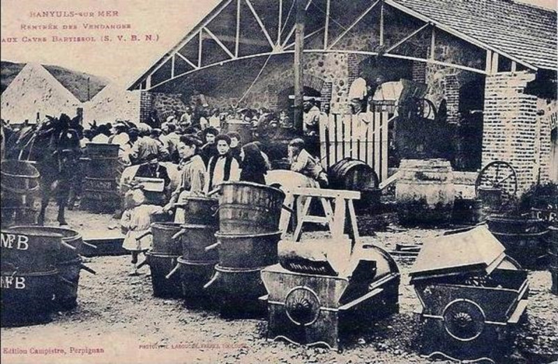 Carte postale ancienne Arrivée des vendanges chez Bartissol à Banyuls