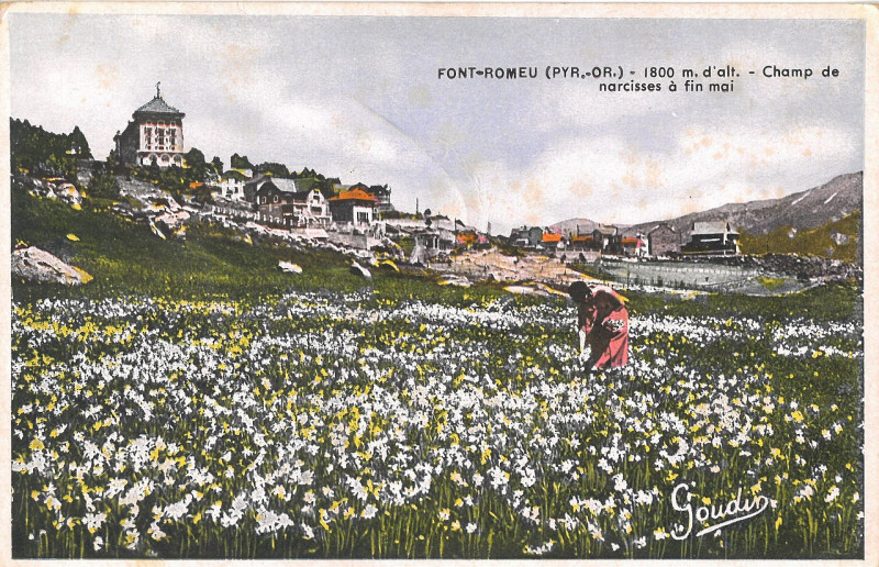 Carte postale ancienne Font-Romeu - Champ de narcisse