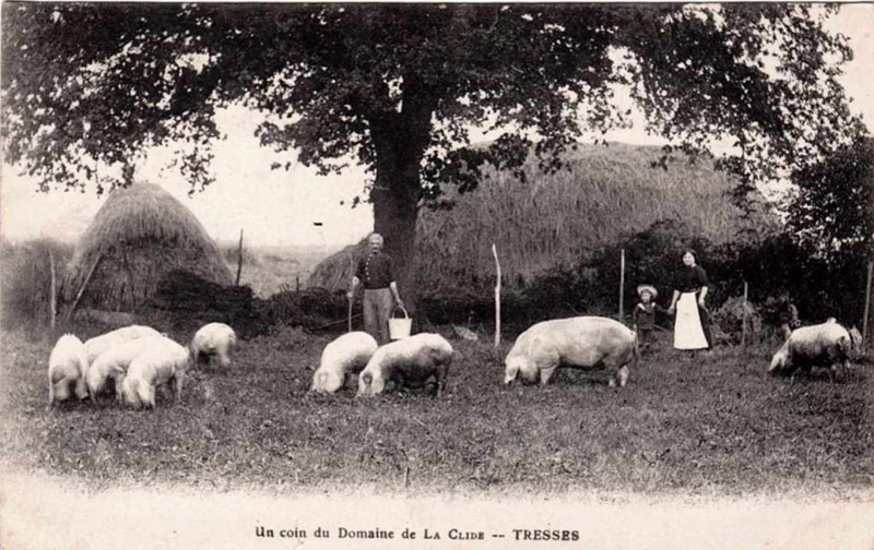 Carte postale ancienne Tresses - domaine de la Clide