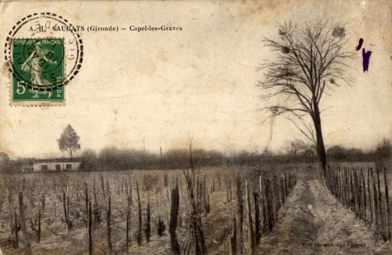 Carte postale ancienne Saucats - Capel-les-Graves