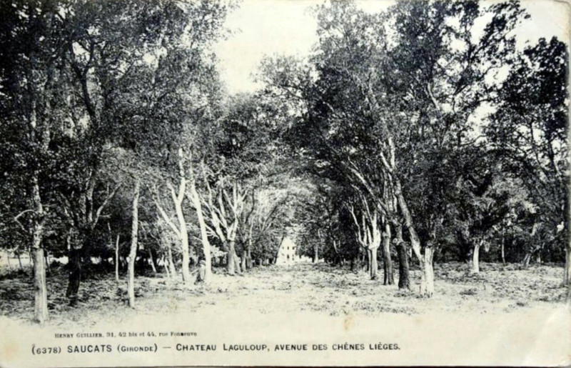 Carte postale ancienne Saucats - château Grand Laguloup 4